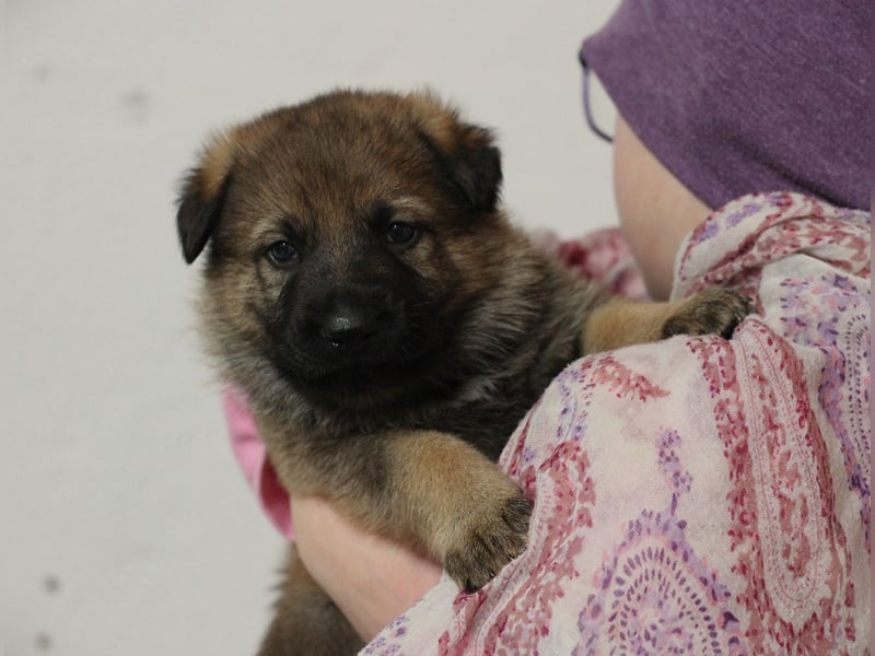Reinrassige Deutsche Schäferhundwelpen mit Papieren