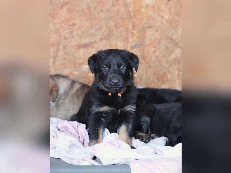 Reinrassige Deutsche Schäferhundwelpen mit Papieren