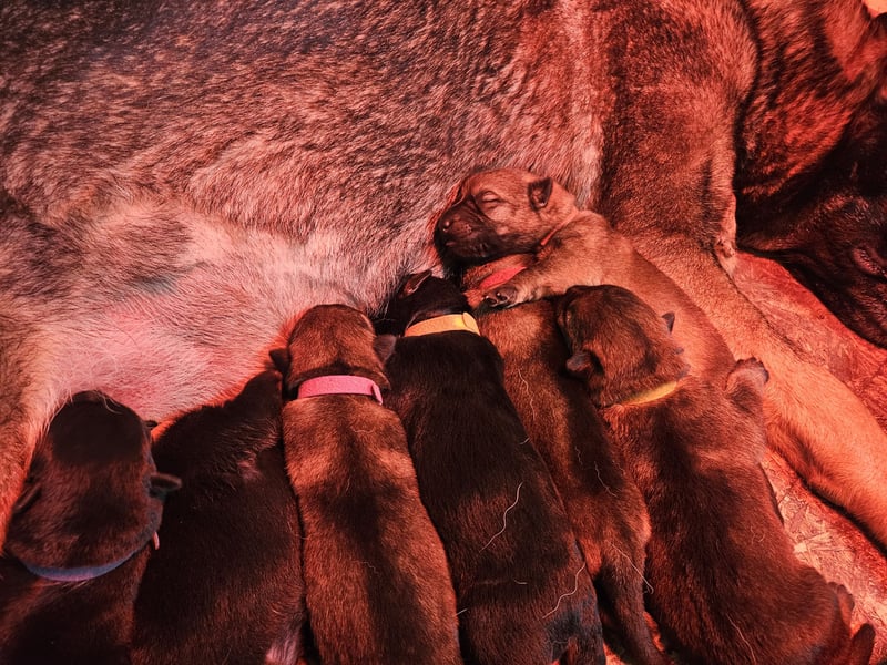 Reinrassige Deutsche Schäferhundwelpen mit SV VDH Papieren