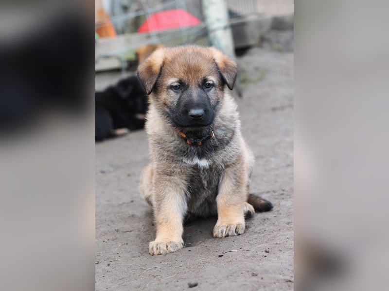 Reinrassige Deutsche Schäferhundwelpen mit Papieren