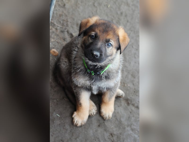 Reinrassige Deutsche Schäferhundwelpen mit Papieren