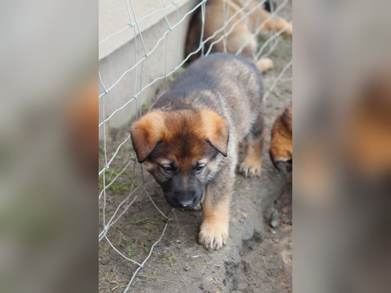 Reinrassige Deutsche Schäferhundwelpen mit Papieren