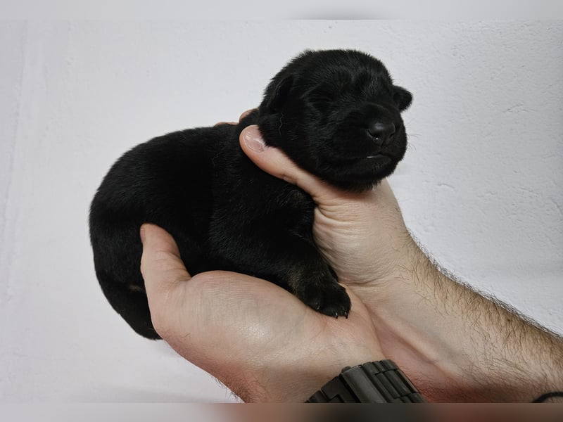 Reinrassige Deutsche Schäferhundwelpen mit Papieren