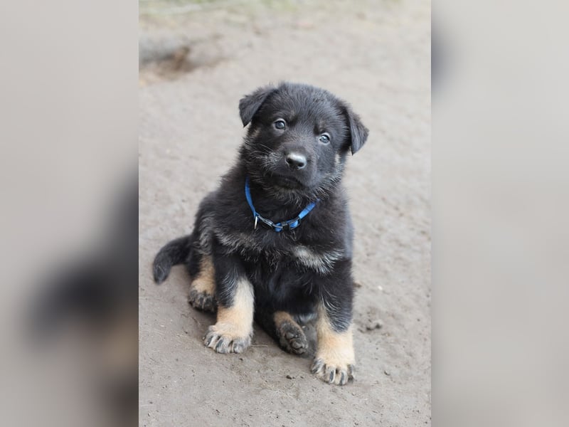 Reinrassige Deutsche Schäferhundwelpen mit Papieren