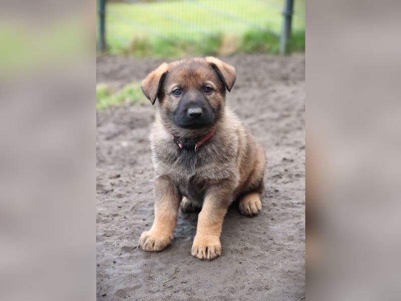 Reinrassige Deutsche Schäferhundwelpen mit Papieren