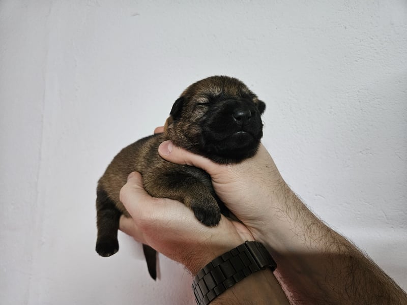 Reinrassige Deutsche Schäferhundwelpen mit Papieren