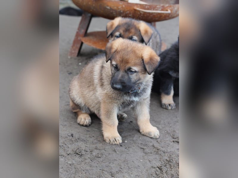 Reinrassige Deutsche Schäferhundwelpen mit Papieren