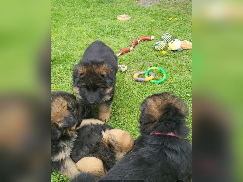 Deutsche Schäferhundwelpen, Langstockhaar