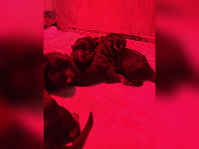 Deutsche Schäferhundwelpen, Langstockhaar