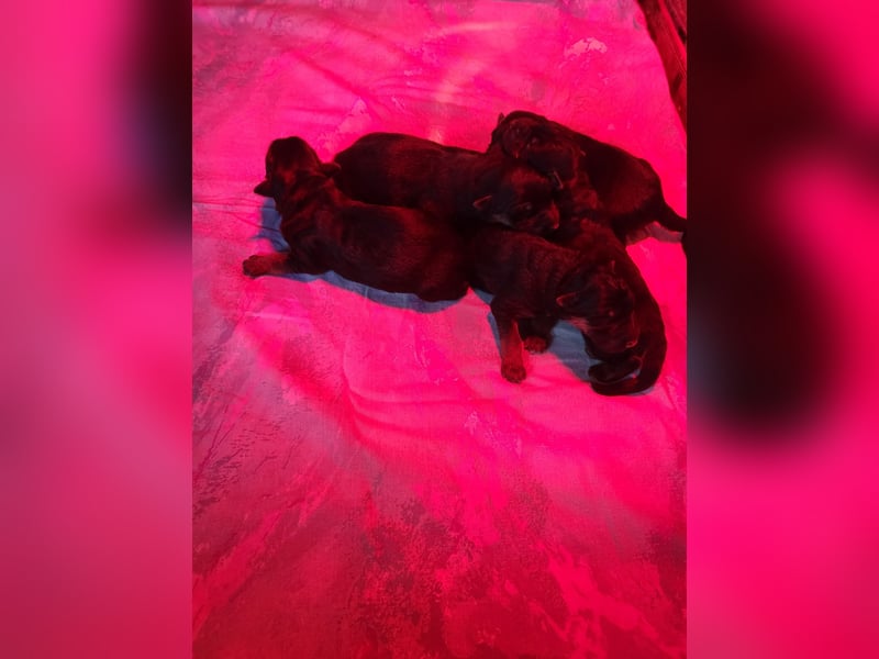 Deutsche Schäferhundwelpen, Langstockhaar