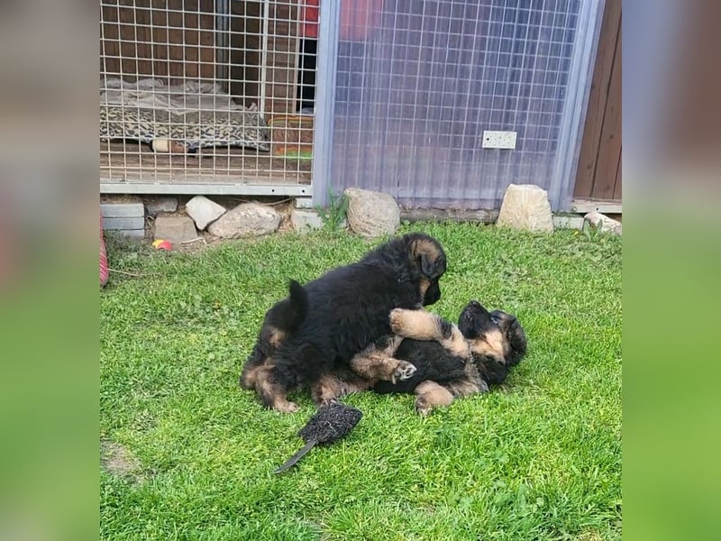 Deutsche Schäferhundwelpen, Langstockhaar