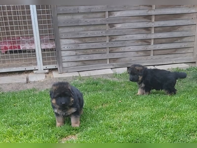 Deutsche Schäferhundwelpen, Langstockhaar