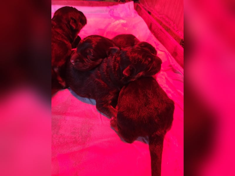 Deutsche Schäferhundwelpen, Langstockhaar