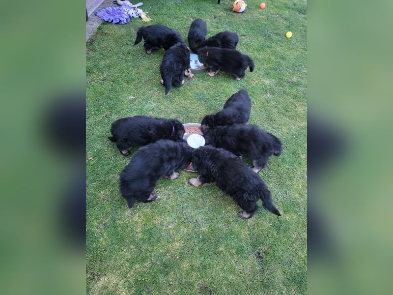 Deutsche Schäferhundwelpen, Langstockhaar