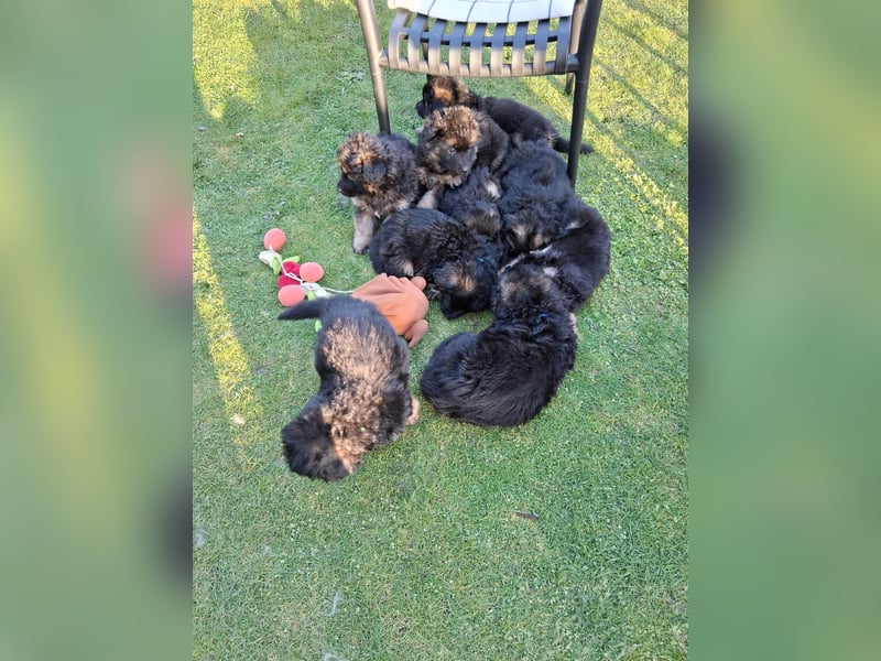 Deutsche Schäferhundwelpen, Langstockhaar