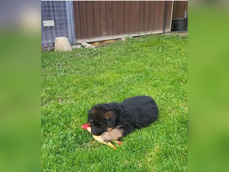 Deutsche Schäferhundwelpen, Langstockhaar