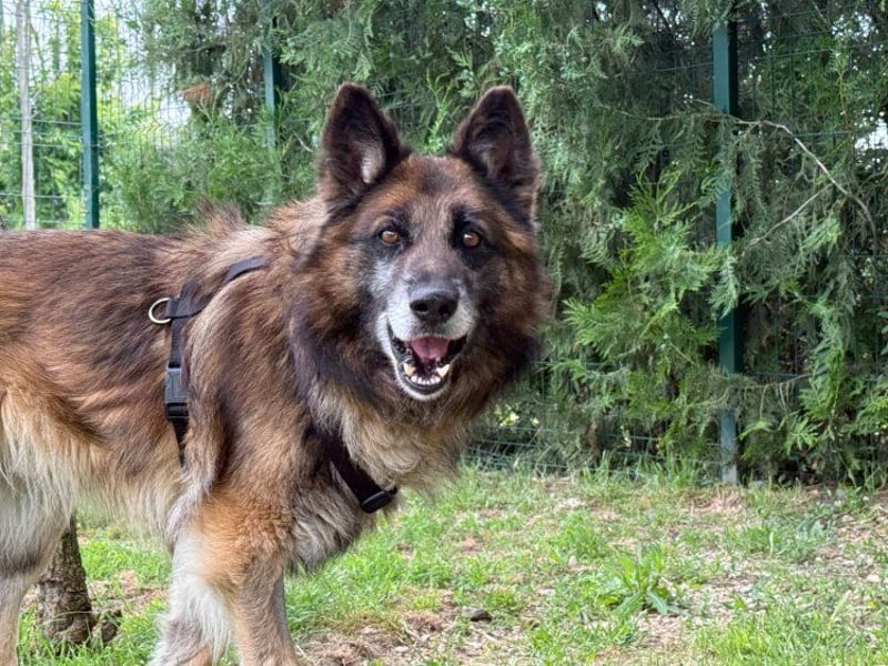 Loki - eigenständiger, freundlicher Schäferhund möchte endlich ankommen