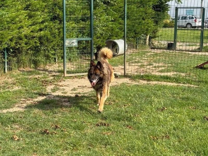 Loki - eigenständiger, freundlicher Schäferhund möchte endlich ankommen