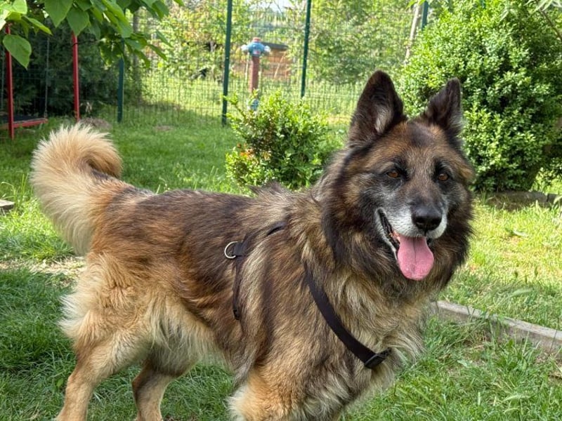Loki - eigenständiger, freundlicher Schäferhund möchte endlich ankommen