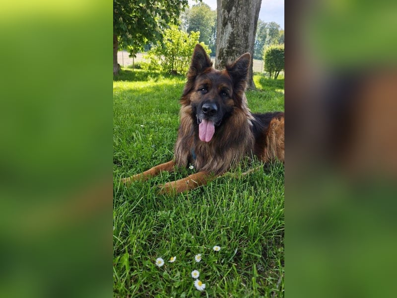 Hank - menschenbezogener DSH-Rüde sucht ein Zuhause
