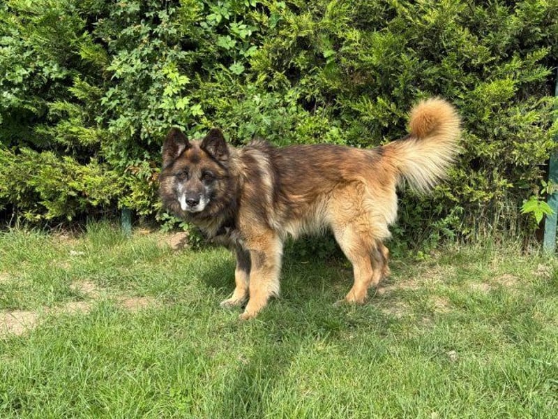 Loki - eigenständiger, freundlicher Schäferhund möchte endlich ankommen