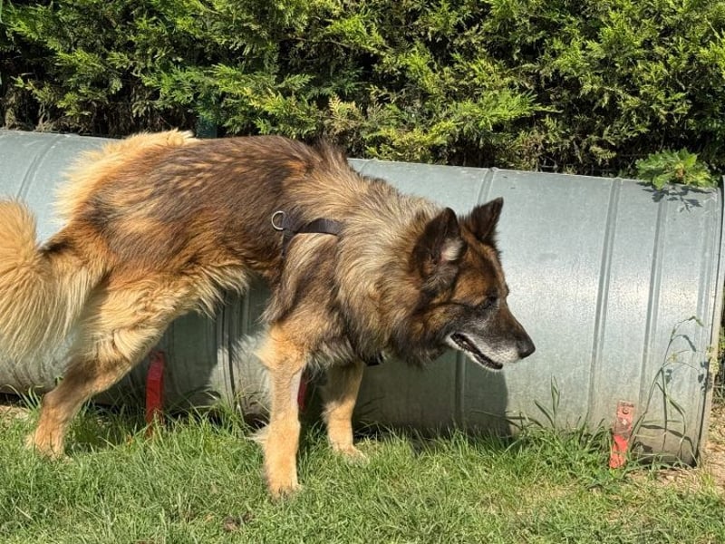 Loki - eigenständiger, freundlicher Schäferhund möchte endlich ankommen