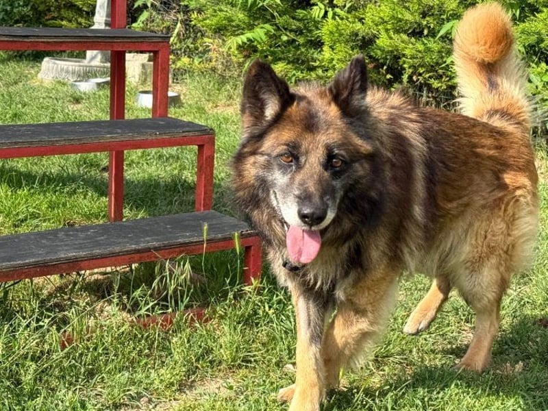 Loki - eigenständiger, freundlicher Schäferhund möchte endlich ankommen