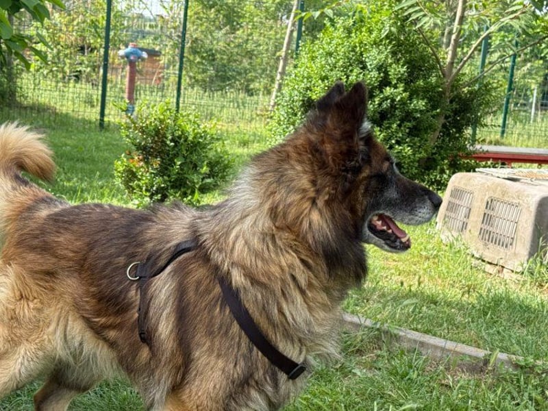 Loki - eigenständiger, freundlicher Schäferhund möchte endlich ankommen