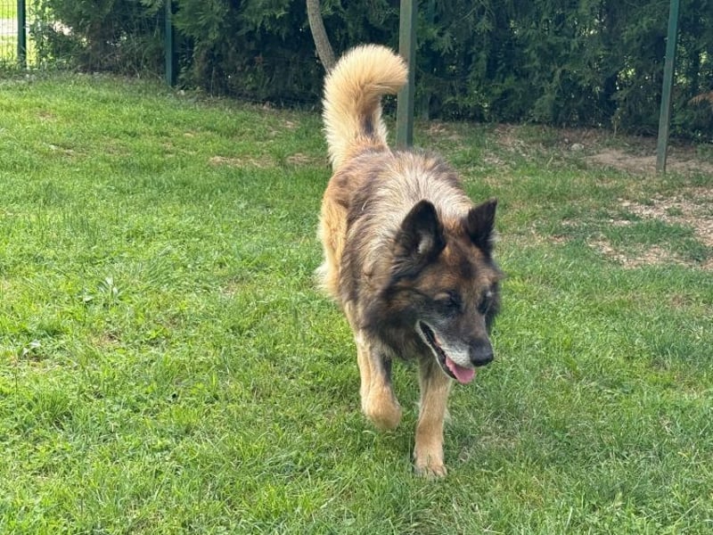 Loki - eigenständiger, freundlicher Schäferhund möchte endlich ankommen