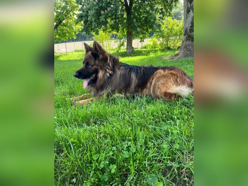 Hank - menschenbezogener DSH-Rüde sucht ein Zuhause