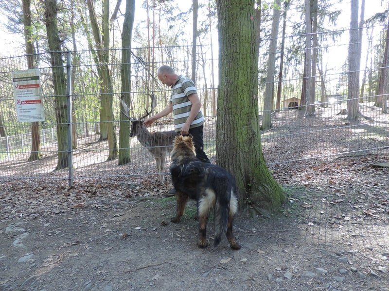 DSH Junghund Langstockhaar