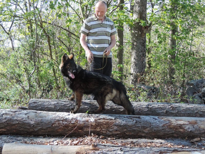 DSH Junghund Langstockhaar