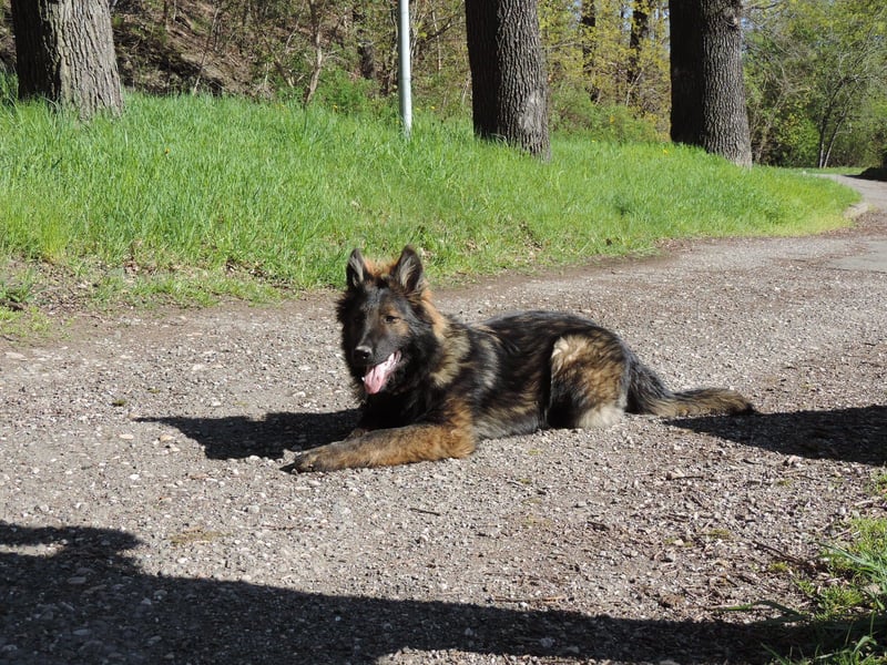 DSH Junghund Langstockhaar