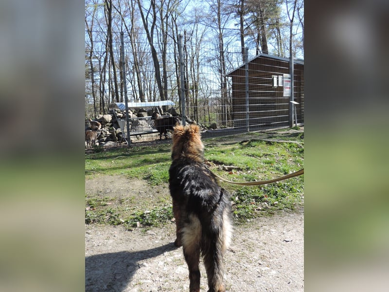 DSH Junghund Langstockhaar