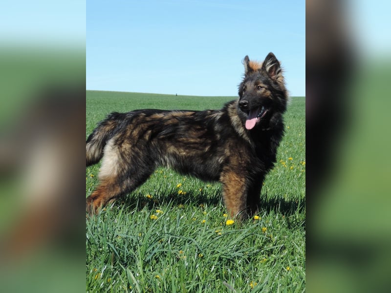 DSH Junghund Langstockhaar