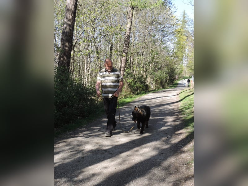 DSH Junghund Langstockhaar