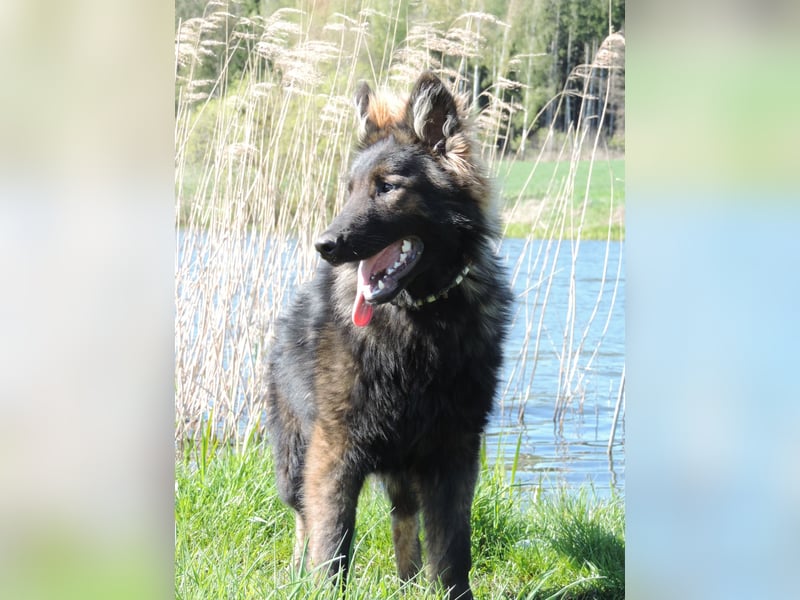 DSH Junghund Langstockhaar