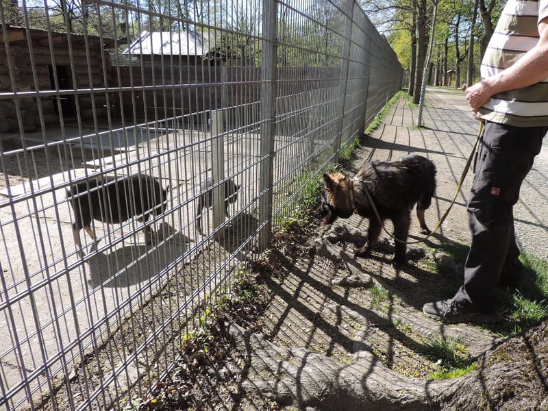 DSH Junghund Langstockhaar