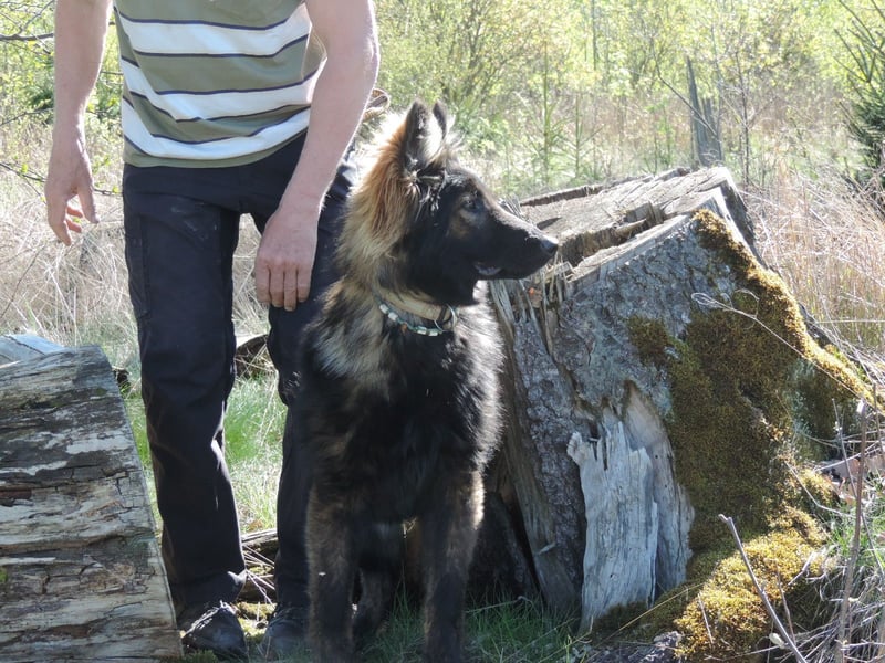 DSH Junghund Langstockhaar