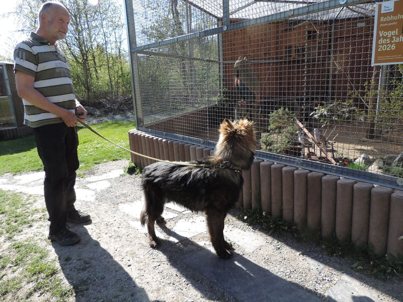 DSH Junghund Langstockhaar