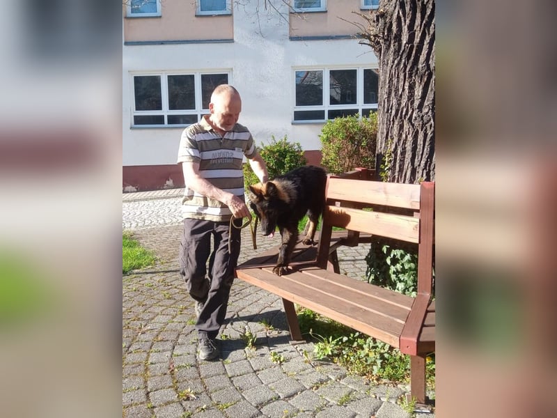 DSH Junghund Langstockhaar