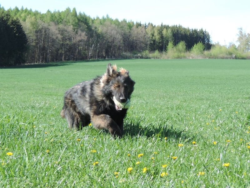DSH Junghund Langstockhaar