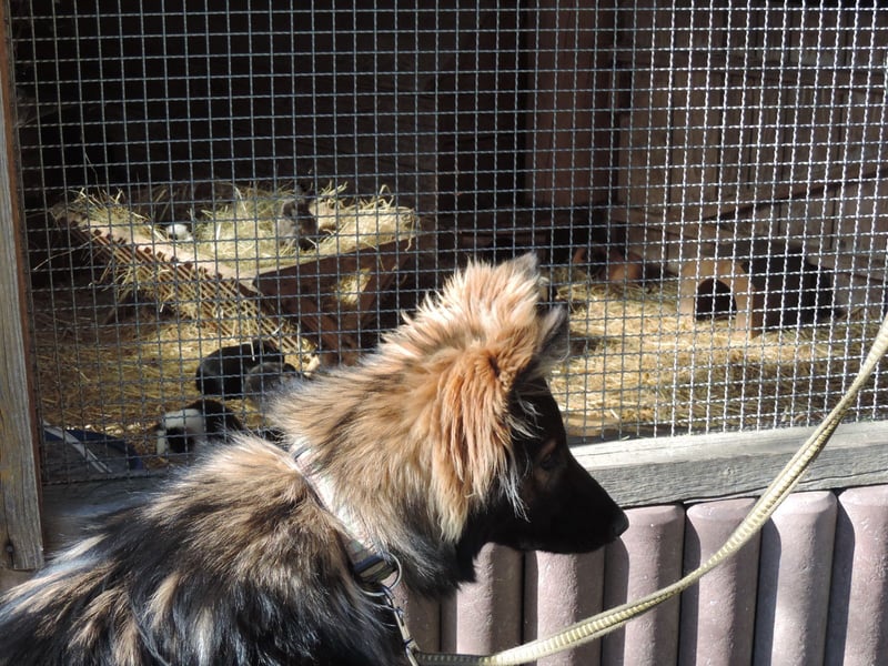 DSH Junghund Langstockhaar