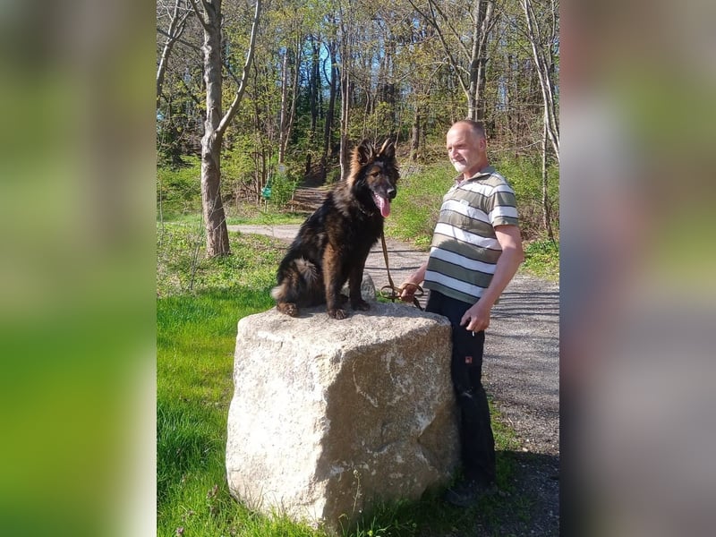 DSH Junghund Langstockhaar