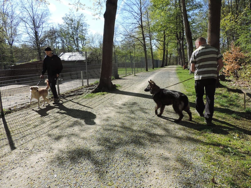 DSH Junghund Langstockhaar