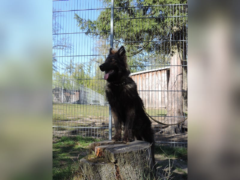 DSH Junghund Langstockhaar