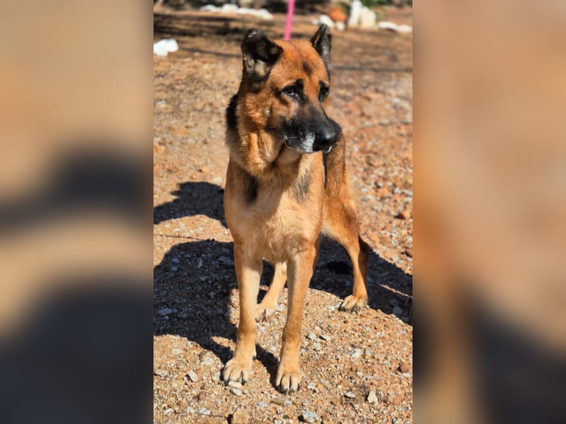 freundliche, ältere Schäferhündin