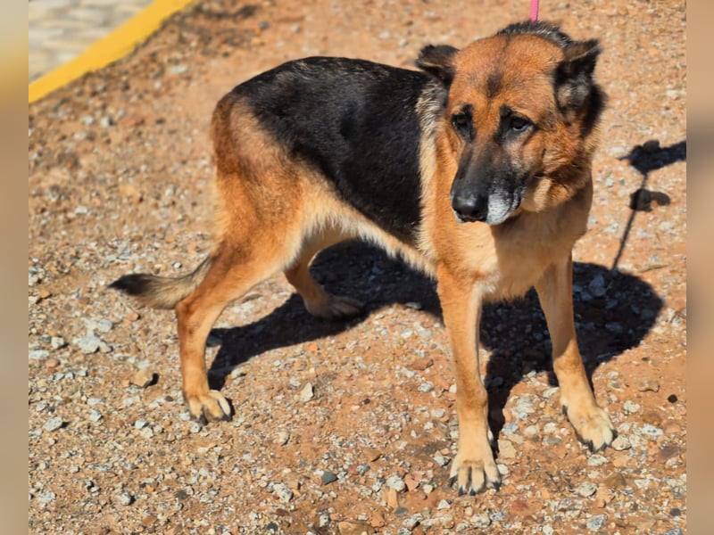 freundliche, ältere Schäferhündin