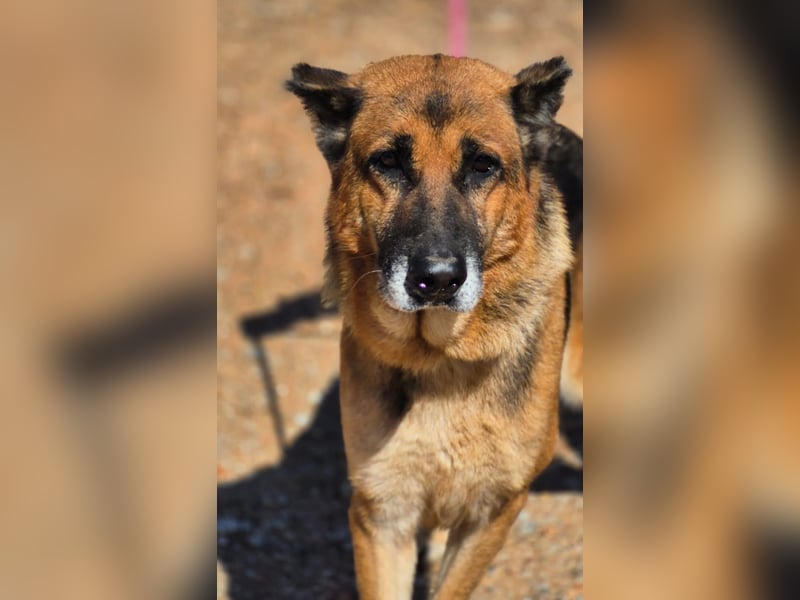 freundliche, ältere Schäferhündin