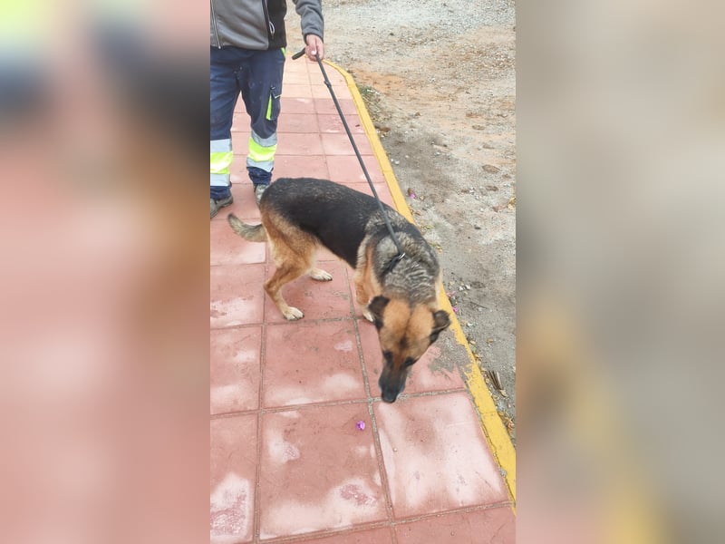 freundliche, ältere Schäferhündin